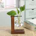 Hydroponic Transparent Plant Vases Metrolina Premiere Solutions