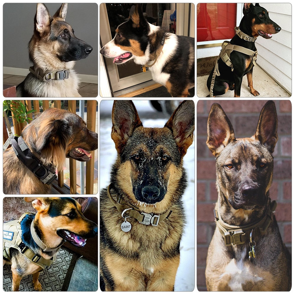 Dog Collar Metrolina Premiere Solutions
